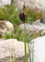 Miniatura para Carex parviflora