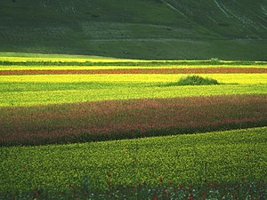 Castelluccio di Norcia