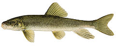 Catostomus Catostomus