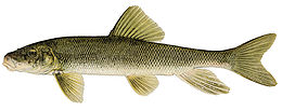 (Catostomus commersoni)