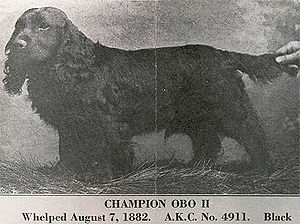 Photo of Cocker Spaniel Ch. Obo II, published ...