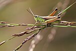 Männlicher Sumpfgrashüpfer („Chorthippus montanus“)