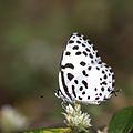 Dry season form from Bangalore, Karnataka, India