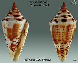 Conus anabathrum