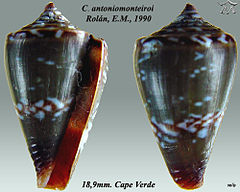 Description de l'image Conus antoniomonteiroi 1.jpg.