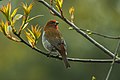 Crimson-browed finch