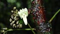 Fleur de Raputia aromatica.