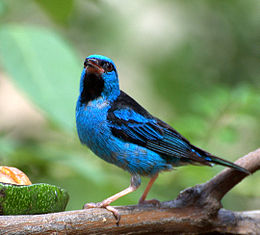 Kék daknisz (Dacnis cayana)