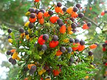 Tree branches bearing masses of red and black fruit