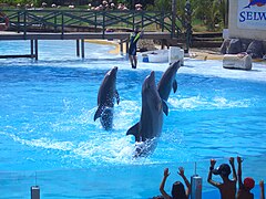 Grands dauphins.