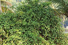 Деррис trifoliata.jpg