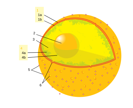 nucleus