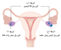 المرحلة الأولى للورم