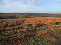 Ditchling Common, East Sussex.