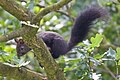 Schwarzes Eichhörnchen Sciurus vulgaris