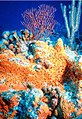 Image 4Non-bilaterians include sponges (centre) and corals (background). (from Animal)