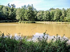 Etang avec île.