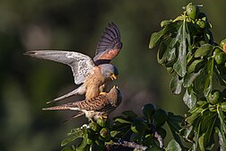 Далалық күйкентайлардың (лат. Falco naumanni) шағылысуының көрінісі