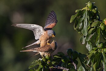 Casal de peneireiros-das-torres (Falco naumanni). (definição 1 280 × 855)