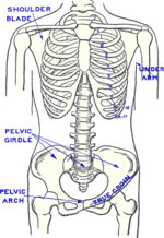 Front View Skeletal Frame