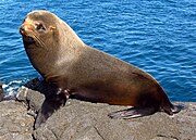 Brown and gray seal