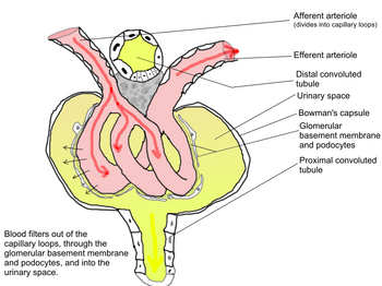 Glomerular Physiology.png