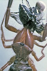 Gluvia dorsalis, devouring a cabbage bug (Eurydema oleraceum)