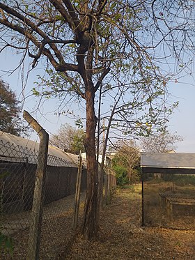 Guazuma ulmifolia em Montes Claros, Minas Gerais.