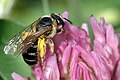 Halictus maculatus