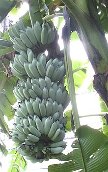 Foto di un casco di Blue java, con banane di un verde azzurro intenso