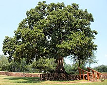 A photograph of a tree