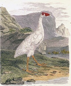 HowePurpurhuhn2.jpg