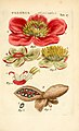 Illustratio systematis sexualis Linnaeani中的荷蘭芍藥（英語：Paeonia officinalis）插畫。