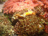 The Iridescent nudibranch Notobryon wardi is seen sporadically, mostly in fairly shallow water on red bait pods or encrusting algae of similar brown colour. (not seen in winter)