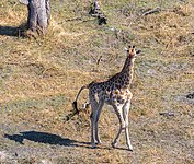 Jirafa (Giraffa camelopardalis) en el delta.