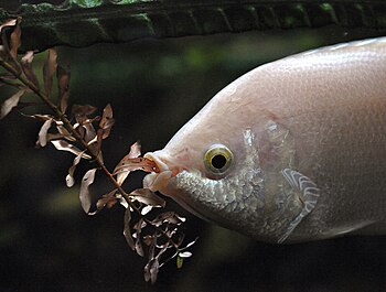 Helostoma temminkii in an aquarium.