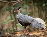 Hahn des Kalifasans (Lophura leucomelanos)