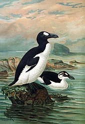 A large bird with a black back, white belly, and white eye patch stands on a rock by the ocean, while a similar bird with a white stripe instead of an eyepatch swims.