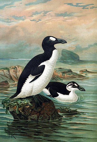 great auk, extinct species 