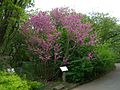 The Chinese redbud