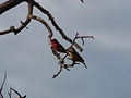 Senegalamarant Red-billed Firefinch