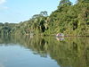 Flod vid Amazonas regnskog