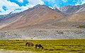 Landscape in Ladakh, near Pangong Tso