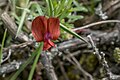 Kwiat Lathyrus cicera.