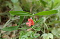 Lathyrus cicera.