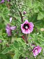 Malva arborea