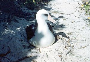 A Laysan Albatross on nest