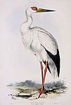 Illustration av Edward Lear.