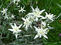 Leontopodium alpinum in cultivation