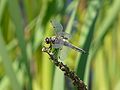 Vierfleck Libellula quadrimaculata ♂